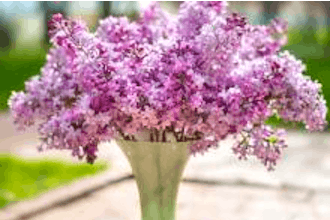 From Garden to Vase: Spring Flowers